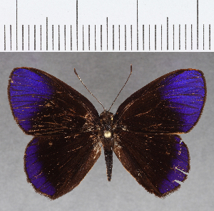  ( - CFC13040)  @11 [ ] Copyright (2019) Center For Collection-Based Research Center For Collection-Based Research