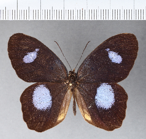  ( - CFC01357)  @11 [ ] Copyright (2018) Center For Collection-Based Research Center For Collection-Based Research