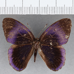  ( - CFC13643)  @11 [ ] Copyright (2019) Center For Collection-Based Research Center For Collection-Based Research