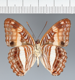  (Adelpha sp. CF11 - CFC13879)  @11 [ ] copyright (2023) Center For Collection-Based Research Center For Collection-Based Research