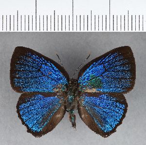  ( - CFC14038)  @11 [ ] Copyright (2018) Center For Collection-Based Research Center For Collection-Based Research