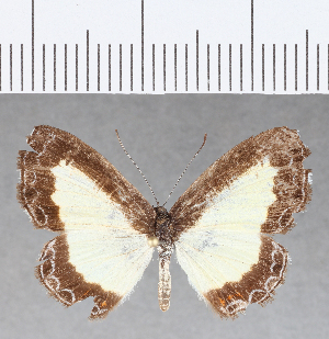  ( - CFC15012)  @13 [ ] Copyright (2019) Center For Collection-Based Research Center For Collection-Based Research