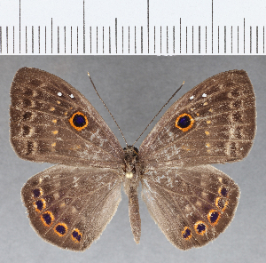  ( - CFC15225)  @11 [ ] Copyright (2019) Center For Collection-Based Research Center For Collection-Based Research