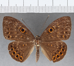  (Eurybia sp. CF117 - CFC15237)  @14 [ ] Copyright (2019) Center For Collection-Based Research Center For Collection-Based Research
