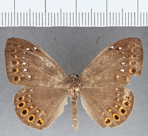  ( - CFC15247)  @11 [ ] Copyright (2019) Center For Collection-Based Research Center For Collection-Based Research