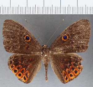  ( - CFC15265)  @13 [ ] Copyright (2019) Center For Collection-Based Research Center For Collection-Based Research