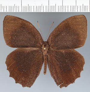  ( - CFC15595)  @11 [ ] copyright (2022) Center For Collection-Based Research Center For Collection-Based Research