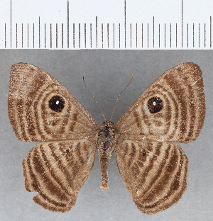  ( - CFC15833)  @11 [ ] Copyright (2019) Center For Collection-Based Research Center For Collection-Based Research