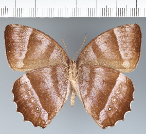  ( - CFC16763)  @11 [ ] copyright (2022) Center For Collection-Based Research Center For Collection-Based Research