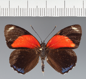  (Callicore sp. CF07 - CFC16875)  @11 [ ] copyright (2023) Center For Collection-Based Research Center For Collection-Based Research