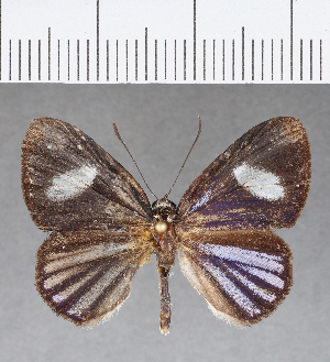  ( - CFC17047)  @11 [ ] Copyright (2018) Center For Collection-Based Research Center For Collection-Based Research