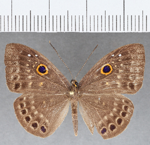  ( - CFC17067)  @11 [ ] Copyright (2019) Center For Collection-Based Research Center For Collection-Based Research