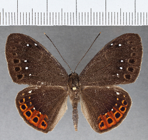  ( - CFC17659)  @11 [ ] Copyright (2019) Center For Collection-Based Research Center For Collection-Based Research
