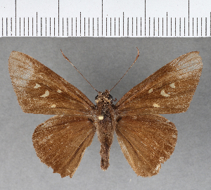  ( - CFC01787_2)  @11 [ ] Copyright (2019) Center For Collection-Based Research Center For Collection-Based Research