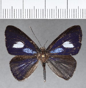  ( - CFC18527)  @11 [ ] Copyright (2018) Center For Collection-Based Research Center For Collection-Based Research