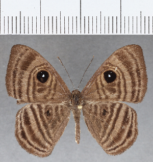  ( - CFC18623)  @11 [ ] Copyright (2019) Center For Collection-Based Research Center For Collection-Based Research