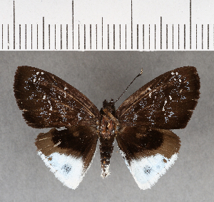  (Spioniades libethra - CFC19053)  @11 [ ] Copyright (2018) Center For Collection-Based Research Center For Collection-Based Research
