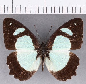  ( - CFC20272)  @11 [ ] Copyright (2019) Center For Collection-Based Research Center For Collection-Based Research