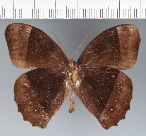  ( - CFC20344)  @11 [ ] copyright (2022) Center For Collection-Based Research Center For Collection-Based Research