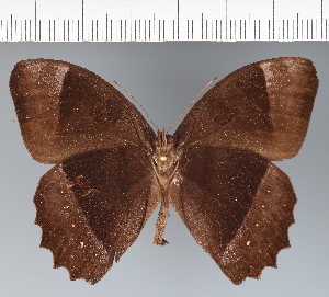  ( - CFC20361)  @11 [ ] copyright (2022) Center For Collection-Based Research Center For Collection-Based Research