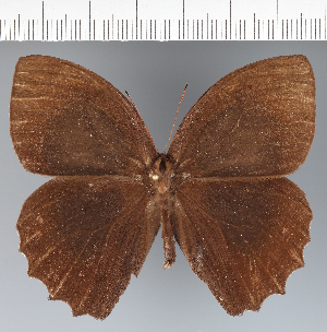  ( - CFC20495)  @11 [ ] copyright (2022) Center For Collection-Based Research Center For Collection-Based Research