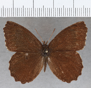  ( - CFC21253)  @11 [ ] copyright (2020) Center For Collection-Based Research Center For Collection-Based Research