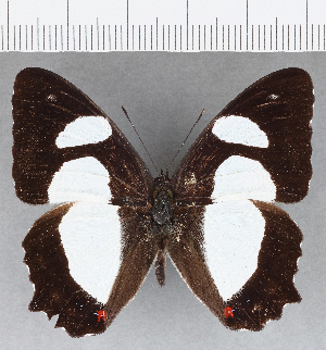  ( - CFC21286)  @11 [ ] Copyright (2019) Center For Collection-Based Research Center For Collection-Based Research