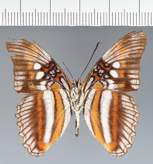  (Adelpha seriphia - CFC21292)  @11 [ ] copyright (2023) Center For Collection-Based Research Center For Collection-Based Research