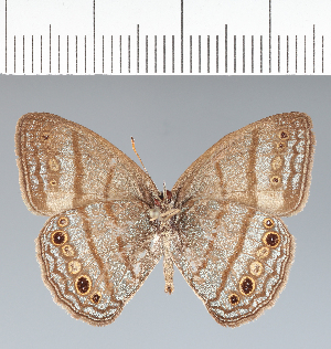  (Caeruleuptychia sp. CF06 - CFC22053)  @11 [ ] copyright (2022) Center For Collection-Based Research Center For Collection-Based Research