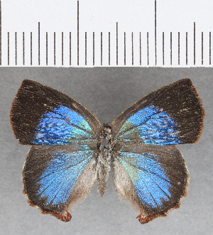  ( - CFC23116)  @11 [ ] Copyright (2019) Center For Collection-Based Research Center For Collection-Based Research