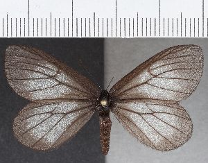  ( - CFC23654)  @11 [ ] Copyright (2019) Center For Collection-Based Research Center For Collection-Based Research