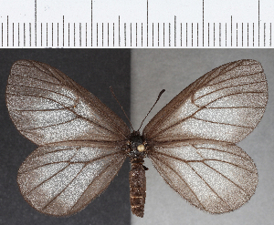  ( - CFC23656)  @11 [ ] Copyright (2019) Center For Collection-Based Research Center For Collection-Based Research