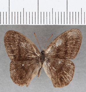  ( - CFC25537)  @11 [ ] Copyright (2019) Center For Collection-Based Research Center For Collection-Based Research