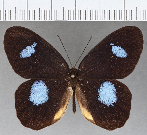  ( - CFC25673)  @11 [ ] Copyright (2019) Center For Collection-Based Research Center For Collection-Based Research