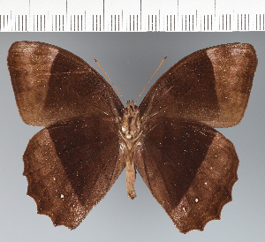  ( - CFC25681)  @11 [ ] copyright (2022) Center For Collection-Based Research Center For Collection-Based Research