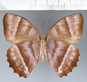  ( - CFC25688)  @11 [ ] copyright (2022) Center For Collection-Based Research Center For Collection-Based Research