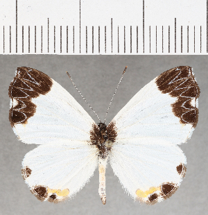  (Nymphidium sp. CF55 - CFC25813)  @11 [ ] Copyright (2019) Center For Collection-Based Research Center For Collection-Based Research