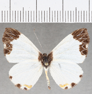  (Nymphidium sp. CF55 - CFC25831)  @11 [ ] Copyright (2019) Center For Collection-Based Research Center For Collection-Based Research