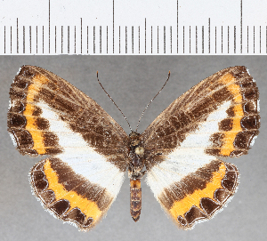  (Nymphidium sp. CF59 - CFC26093)  @11 [ ] Copyright (2019) Center For Collection-Based Research Center For Collection-Based Research