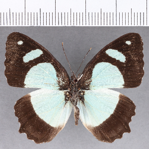  ( - CFC02660)  @11 [ ] Copyright (2019) Center For Collection-Based Research Center For Collection-Based Research
