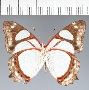  ( - CFC27370)  @11 [ ] copyright (2023) Center For Collection-Based Research Center For Collection-Based Research
