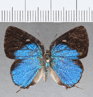  ( - CFC28728)  @11 [ ] Copyright (2020) Center For Collection-Based Research Center For Collection-Based Research