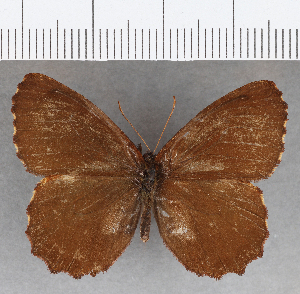  ( - CFC29029)  @11 [ ] copyright (2020) Center For Collection-Based Research Center For Collection-Based Research