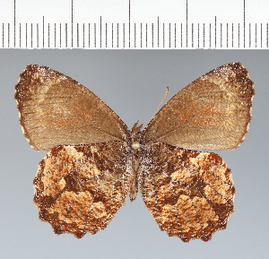  ( - CFC29031)  @11 [ ] copyright (2022) Center For Collection-Based Research Center For Collection-Based Research