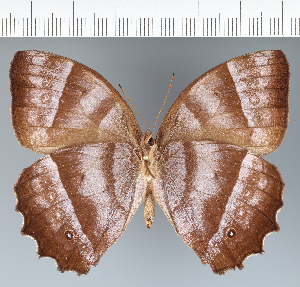  ( - CFC29165)  @11 [ ] copyright (2022) Center For Collection-Based Research Center For Collection-Based Research