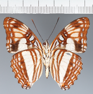  (Adelpha sp. CF09 - CFC29485)  @11 [ ] copyright (2023) Center For Collection-Based Research Center For Collection-Based Research