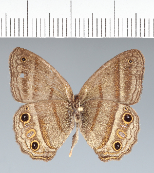  ( - CFC30106)  @11 [ ] copyright (2022) Center For Collection-Based Research Center For Collection-Based Research