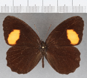  ( - CFC30176)  @11 [ ] copyright (2020) Center For Collection-Based Research Center For Collection-Based Research