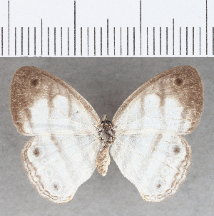  ( - CFC30722)  @11 [ ] copyright (2020) Center For Collection-Based Research Center For Collection-Based Research
