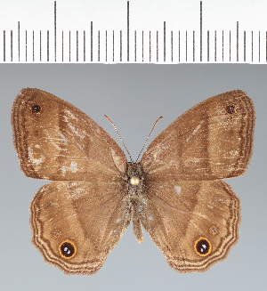  ( - CFC31115)  @11 [ ] copyright (2022) Center For Collection-Based Research Center For Collection-Based Research